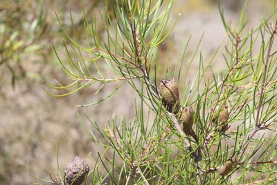 Hakea actites, photographed by Greg Tasney