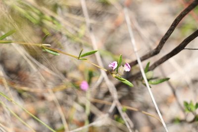 Mirbelia rubiifolia, photographed by Greg Tasney