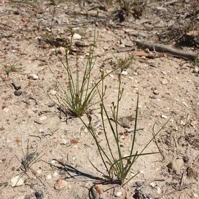 Caesia parviflora, photographed by Shelomi Doyle