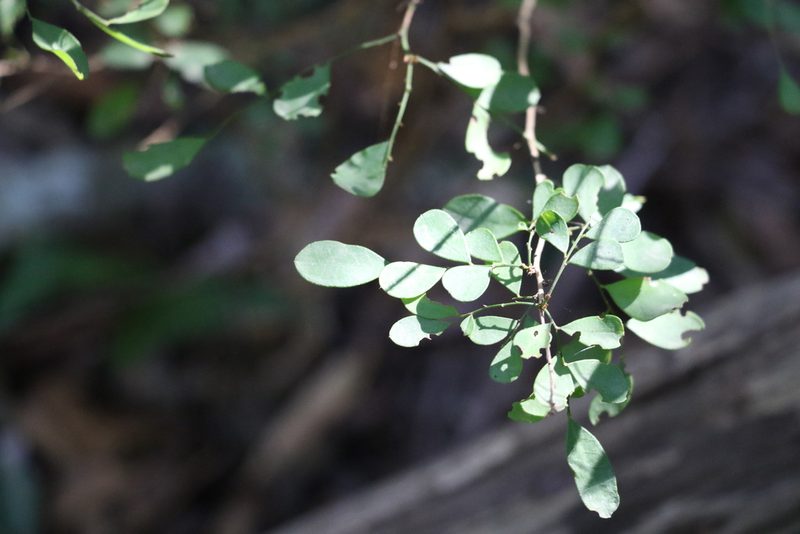 Synostemon albiflorus, photographed by Greg Tasney