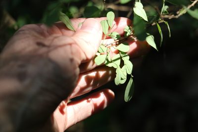 Synostemon albiflorus, photographed by Greg Tasney