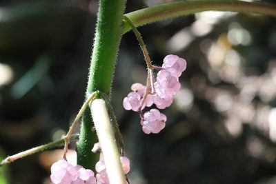 Dendrocnide moroides, photographed by Greg Tasney