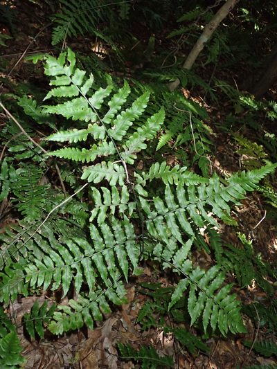 Diplazium virescens, photographed by 呂一起(Lyu yi-chi)