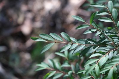 Pilidiostigma rhytispermum, photographed by Greg Tasney