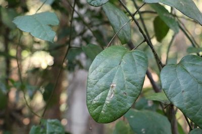 Hypserpa decumbens, photographed by Greg Tasney