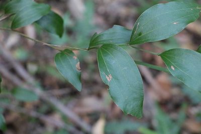 Acacia bakeri, photographed by Greg Tasney