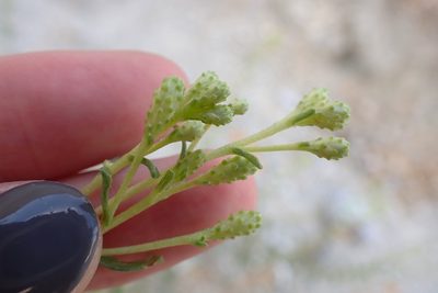Isocoma acradenia, photographed by Madeleine Claire