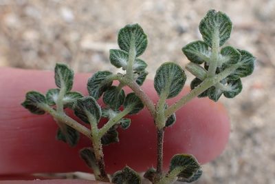 Tiquilia plicata, photographed by Madeleine Claire