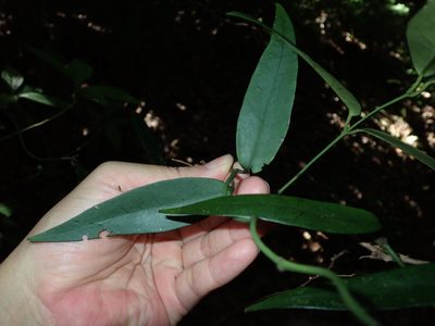 Gardneria multiflora, photographed by 呂一起(Lyu yi-chi)