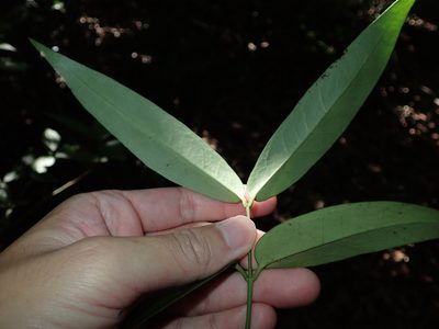 Gardneria multiflora, photographed by 呂一起(Lyu yi-chi)