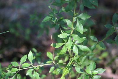 Zieria bifida, photographed by Greg Tasney