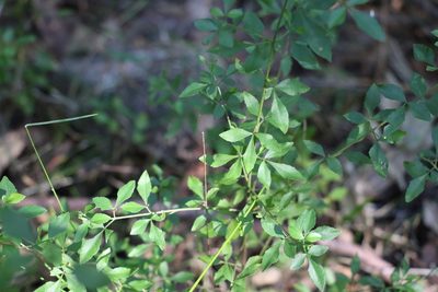 Zieria bifida, photographed by Greg Tasney