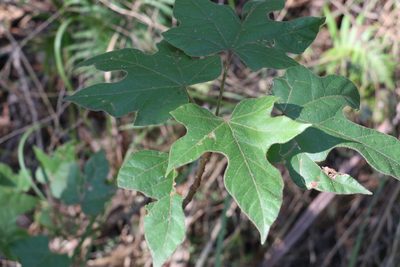 Brachychiton discolor, photographed by Greg Tasney