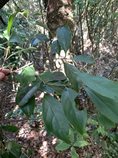 Diospyros morrisiana, photographed by 呂一起(Lyu yi-chi)