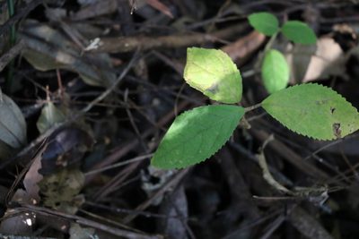 Callicarpa pedunculata, photographed by Greg Tasney