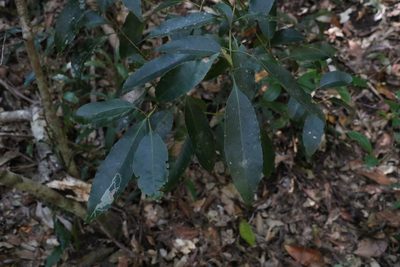 Schizomeria ovata, photographed by Greg Tasney