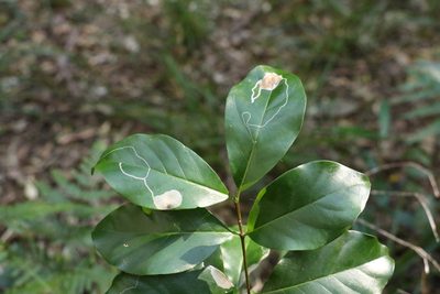 Hodgkinsonia ovatiflora, photographed by Greg Tasney