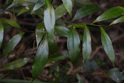 Cryptocarya laevigata, photographed by Greg Tasney