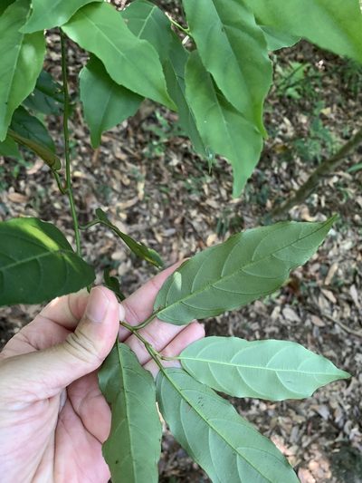 Itea parviflora, photographed by 呂一起(Lyu yi-chi)