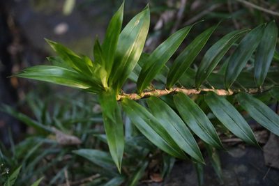 Freycinetia scandens, photographed by Greg Tasney