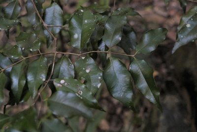 Syzygium francisii, photographed by Greg Tasney
