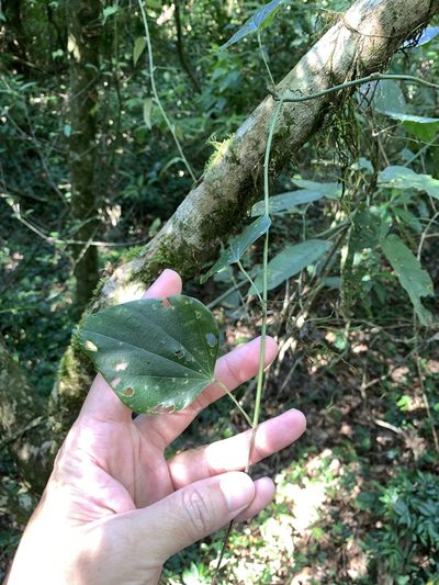 Pericampylus glaucus, photographed by 呂一起(Lyu yi-chi)