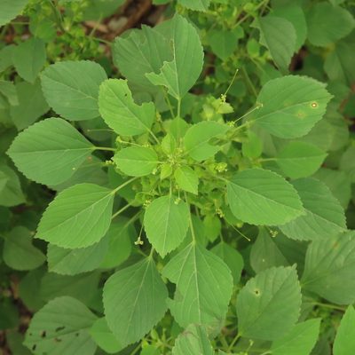 Acalypha indica, photographed by chiuluan