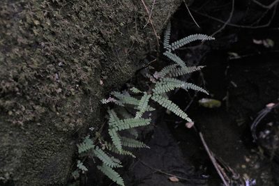 Adiantum diaphanum, photographed by Greg Tasney
