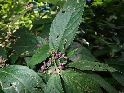 Callicarpa tikusikensis, photographed by 呂一起(Lyu yi-chi)