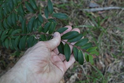 Pilidiostigma rhytispermum, photographed by Greg Tasney