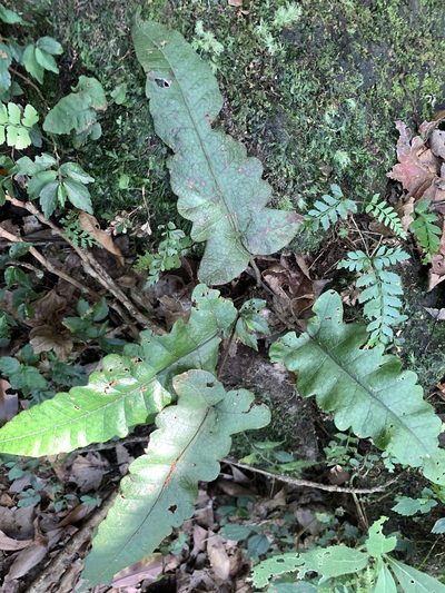 Stegnogramma wilfordii, photographed by 呂一起(Lyu yi-chi)