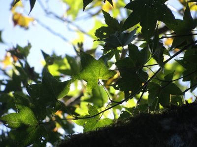 Acer serrulatum, photographed by 呂一起(Lyu yi-chi)