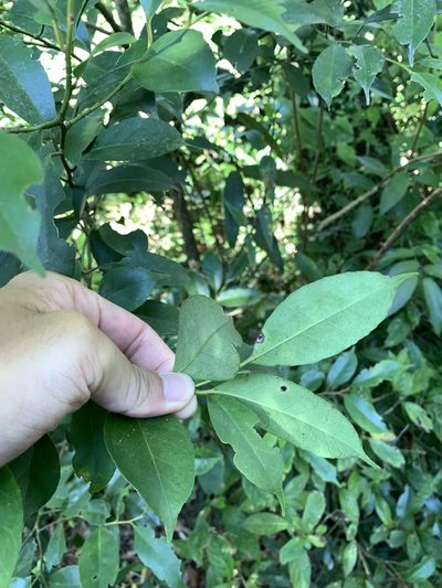 Ilex ficoidea, photographed by 呂一起(Lyu yi-chi)