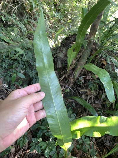 Lepisorus fortuni, photographed by 呂一起(Lyu yi-chi)