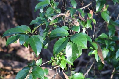 Hodgkinsonia ovatiflora, photographed by Greg Tasney