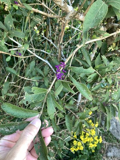 Callicarpa tikusikensis, photographed by 呂一起(Lyu yi-chi)