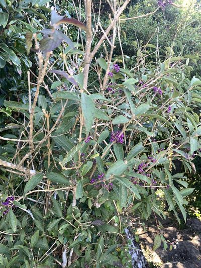 Callicarpa tikusikensis, photographed by 呂一起(Lyu yi-chi)