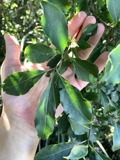 Euonymus carnosus, photographed by 呂一起(Lyu yi-chi)