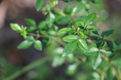 Zieria bifida, photographed by Greg Tasney