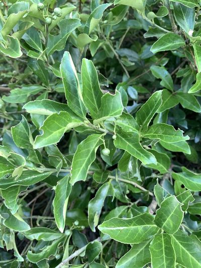 Euonymus spraguei, photographed by 呂一起(Lyu yi-chi)
