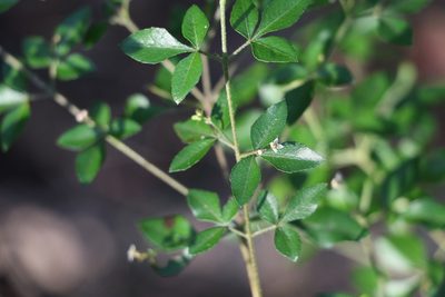 Zieria bifida, photographed by Greg Tasney