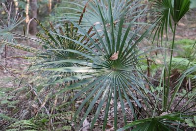 Livistona australis, photographed by Greg Tasney