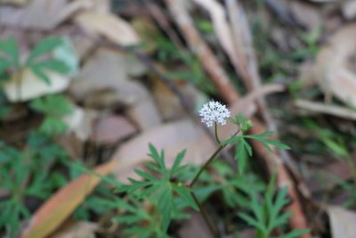Trachymene procumbens, photographed by Greg Tasney
