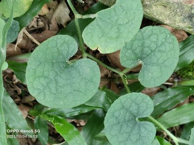 Trichosanthes scabra, photographed by Ong Jyh Seng