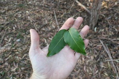 Psydrax lamprophyllus, photographed by Greg Tasney