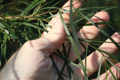 Acacia longissima, photographed by Greg Tasney