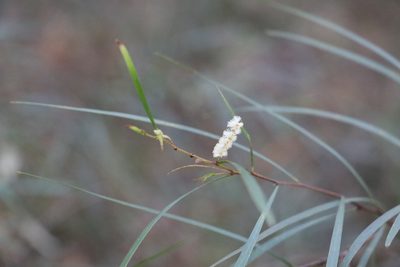 Acacia longissima, photographed by Greg Tasney