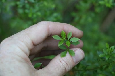 Zieria bifida, photographed by Greg Tasney