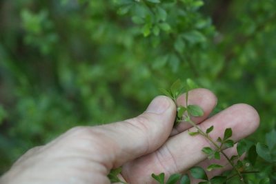 Zieria bifida, photographed by Greg Tasney