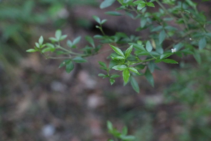 Zieria bifida, photographed by Greg Tasney